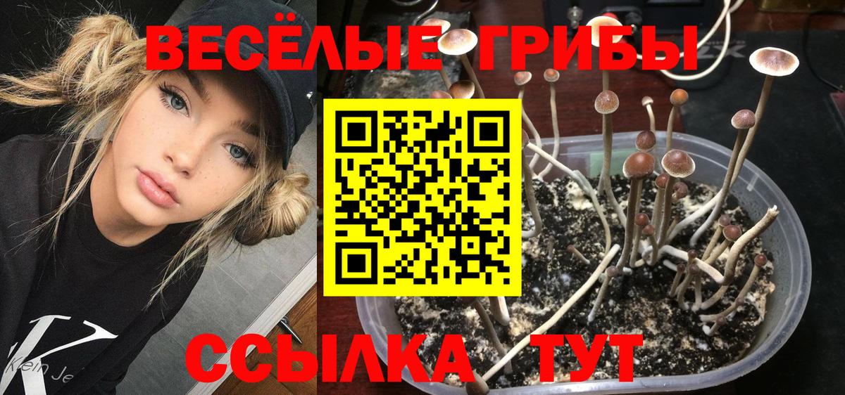 Галлюциногенные грибы Psilocybine cubensis Химки